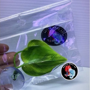 Betta Hammock Leaf