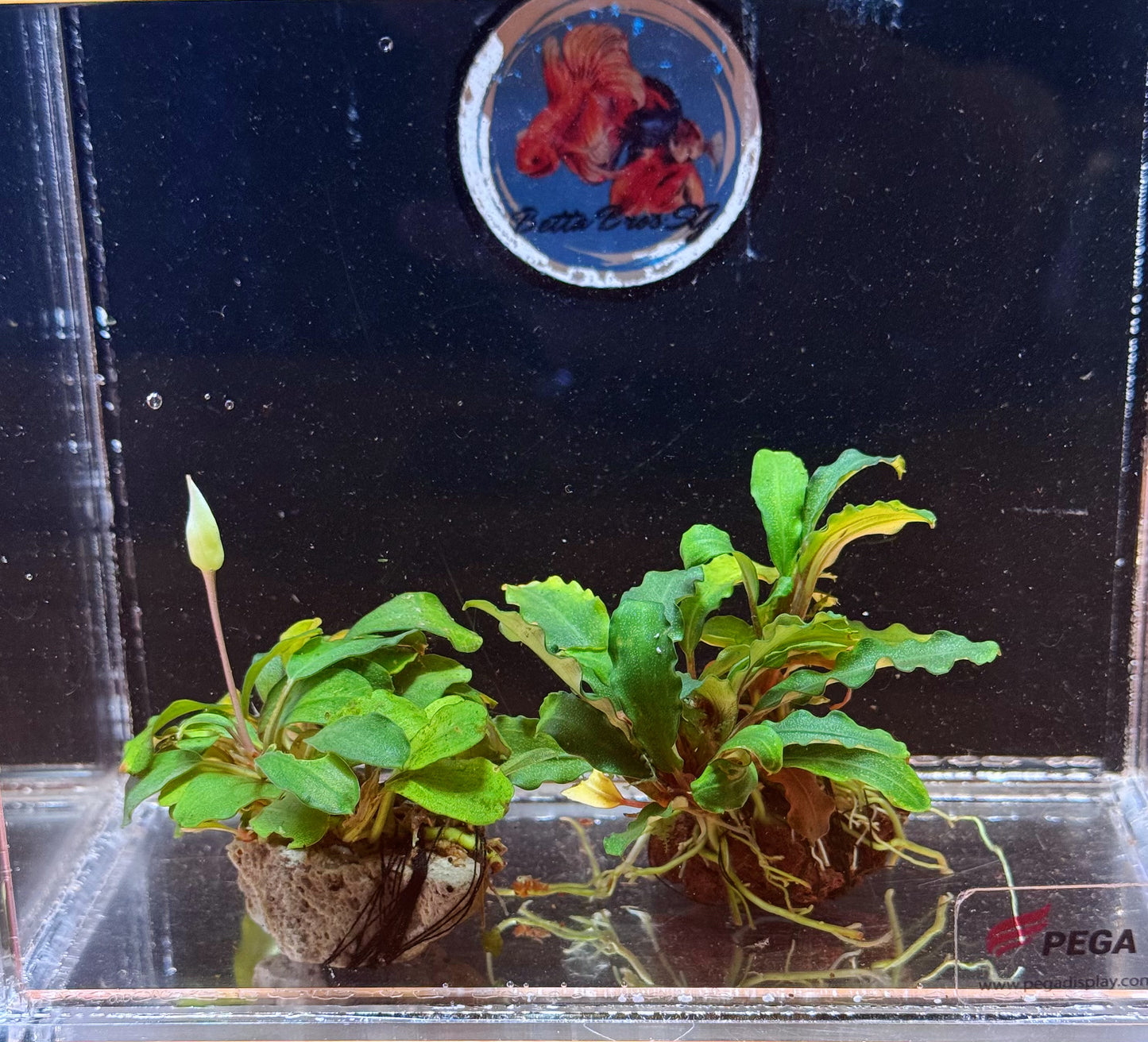 Assorted Bucephalandra on Rock
