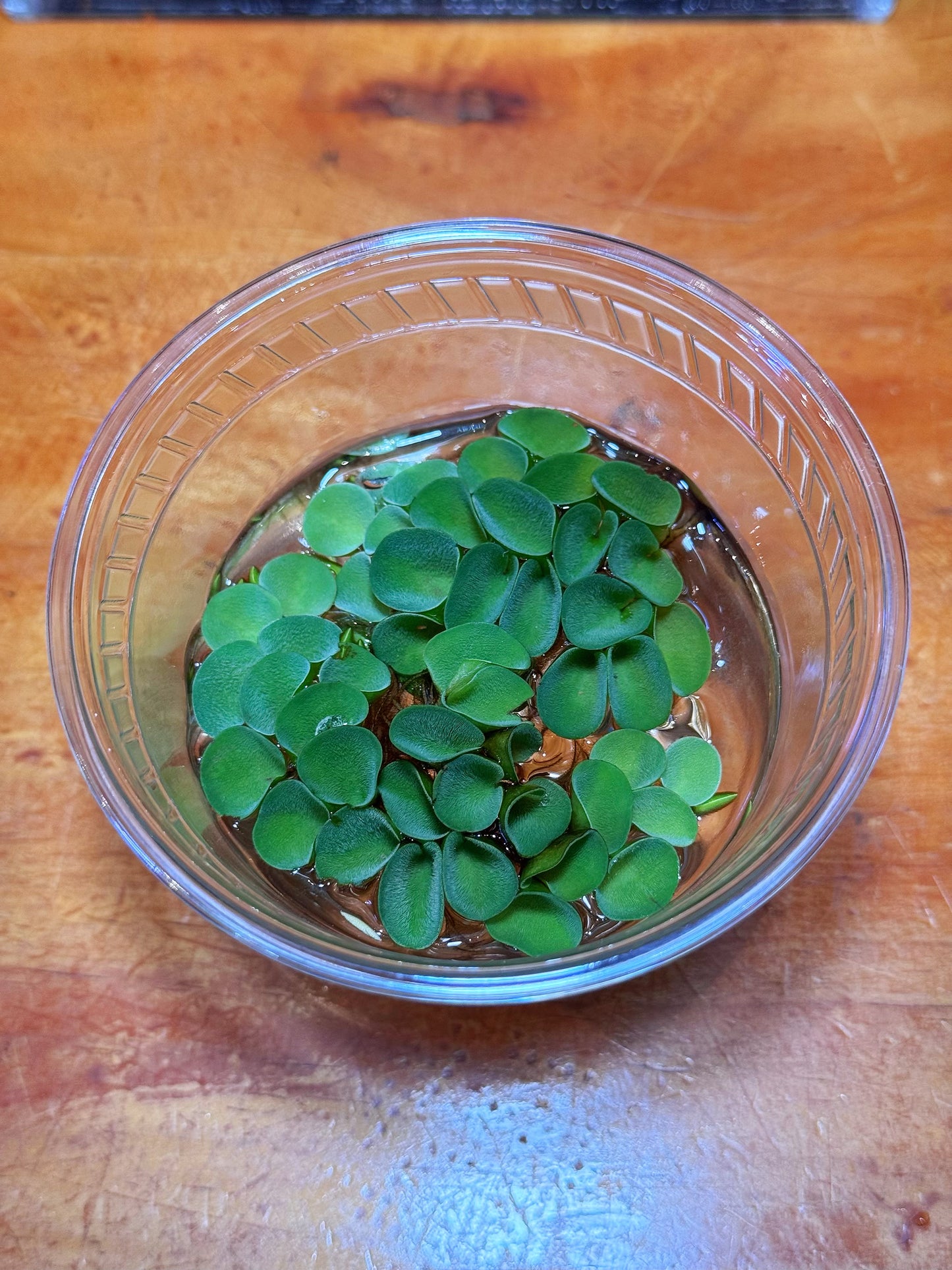 Salvinia Cucullata