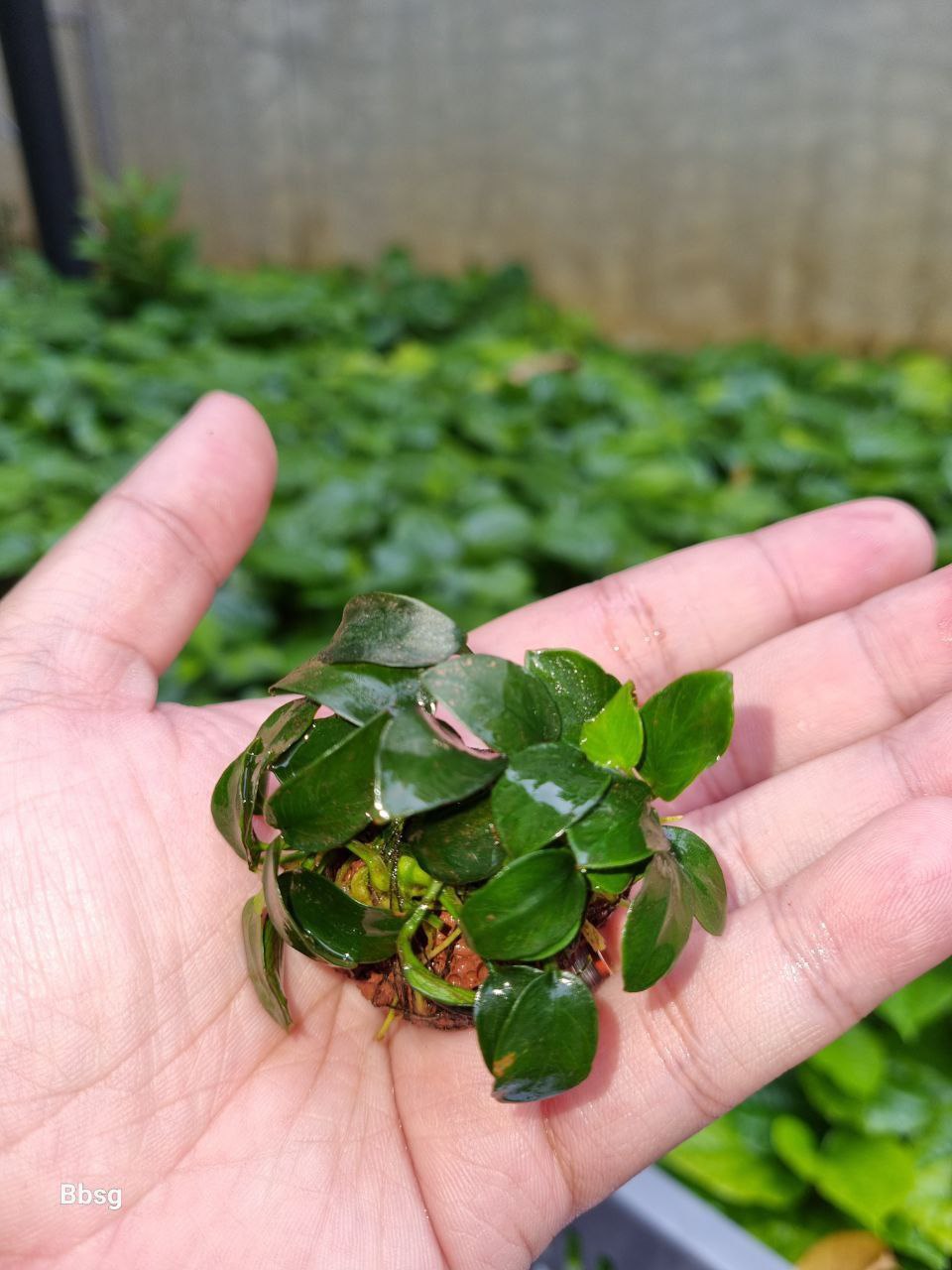 Assorted Bucephalandra on Rock