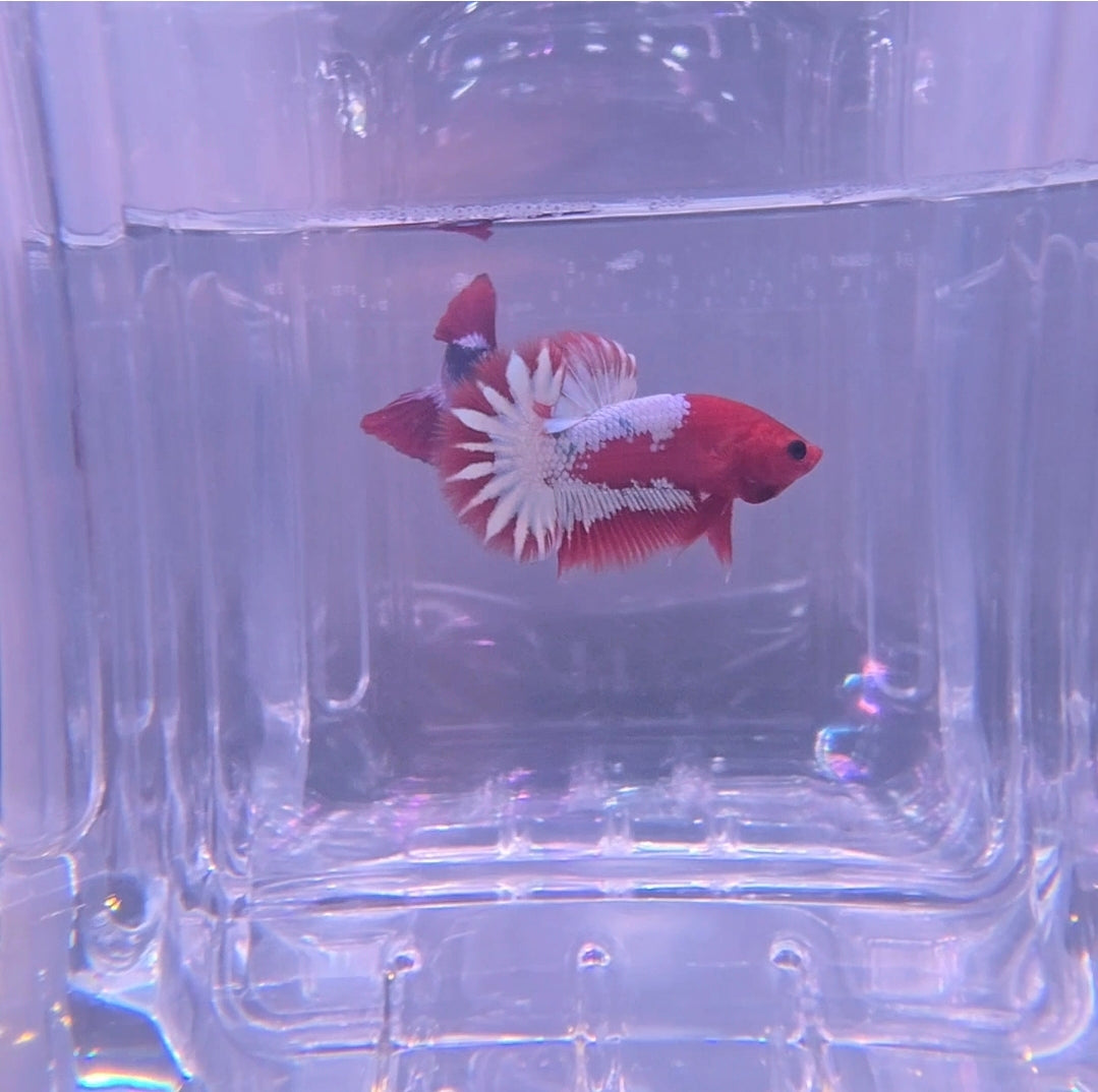 Startail red fancy