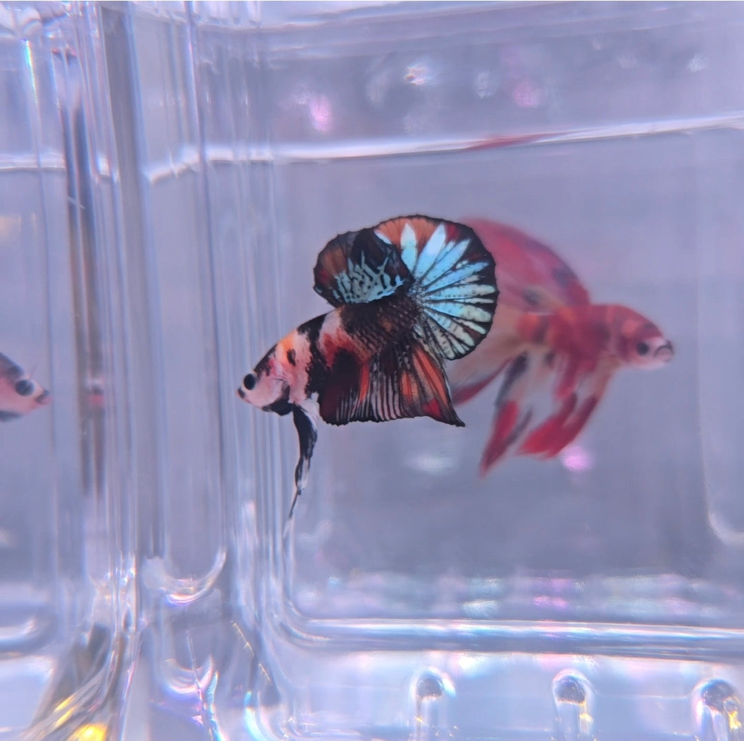 Metallic big tail AOC