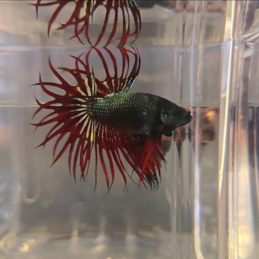 Vampire King Crowntail 🤴