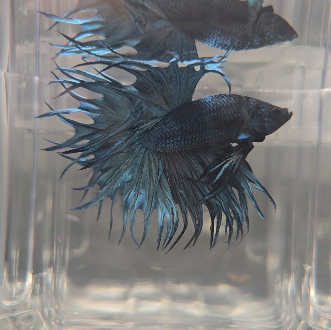 Grey blue King Crowntail