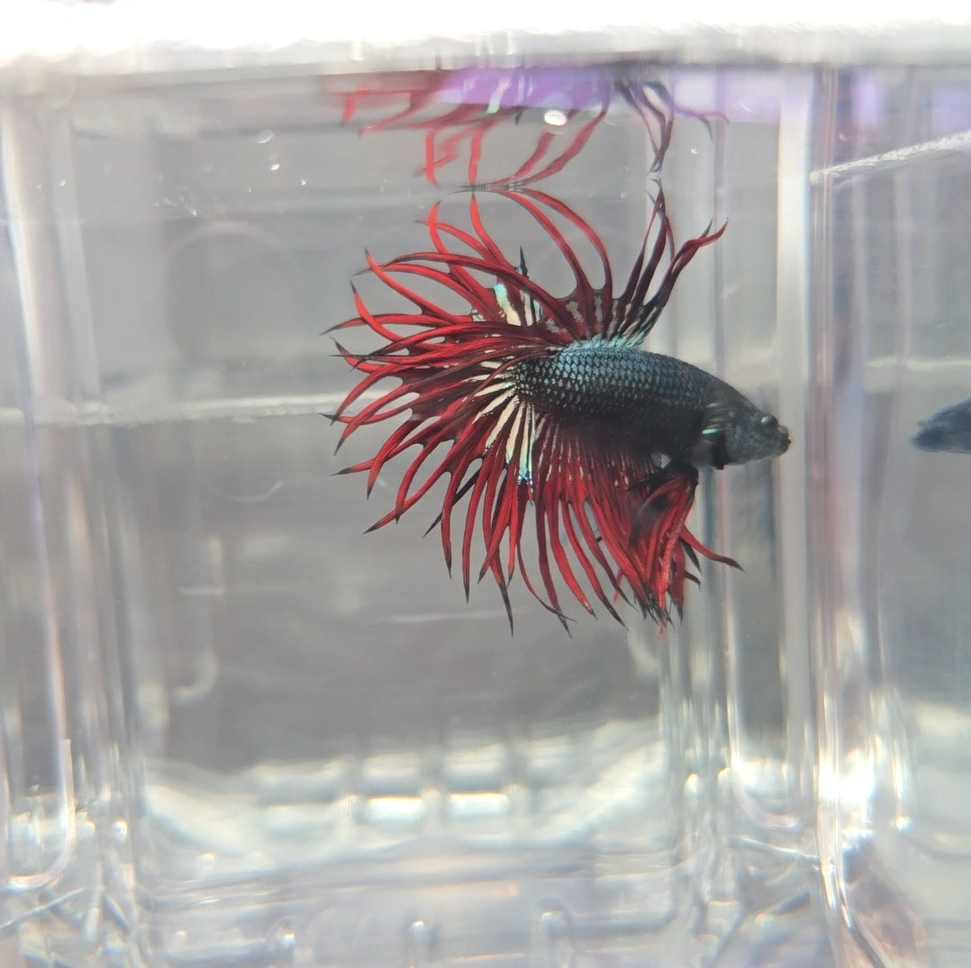 Red Copper King Crowntail