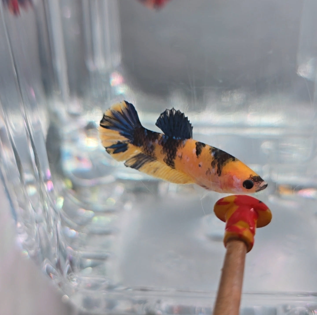 Bumblebee female