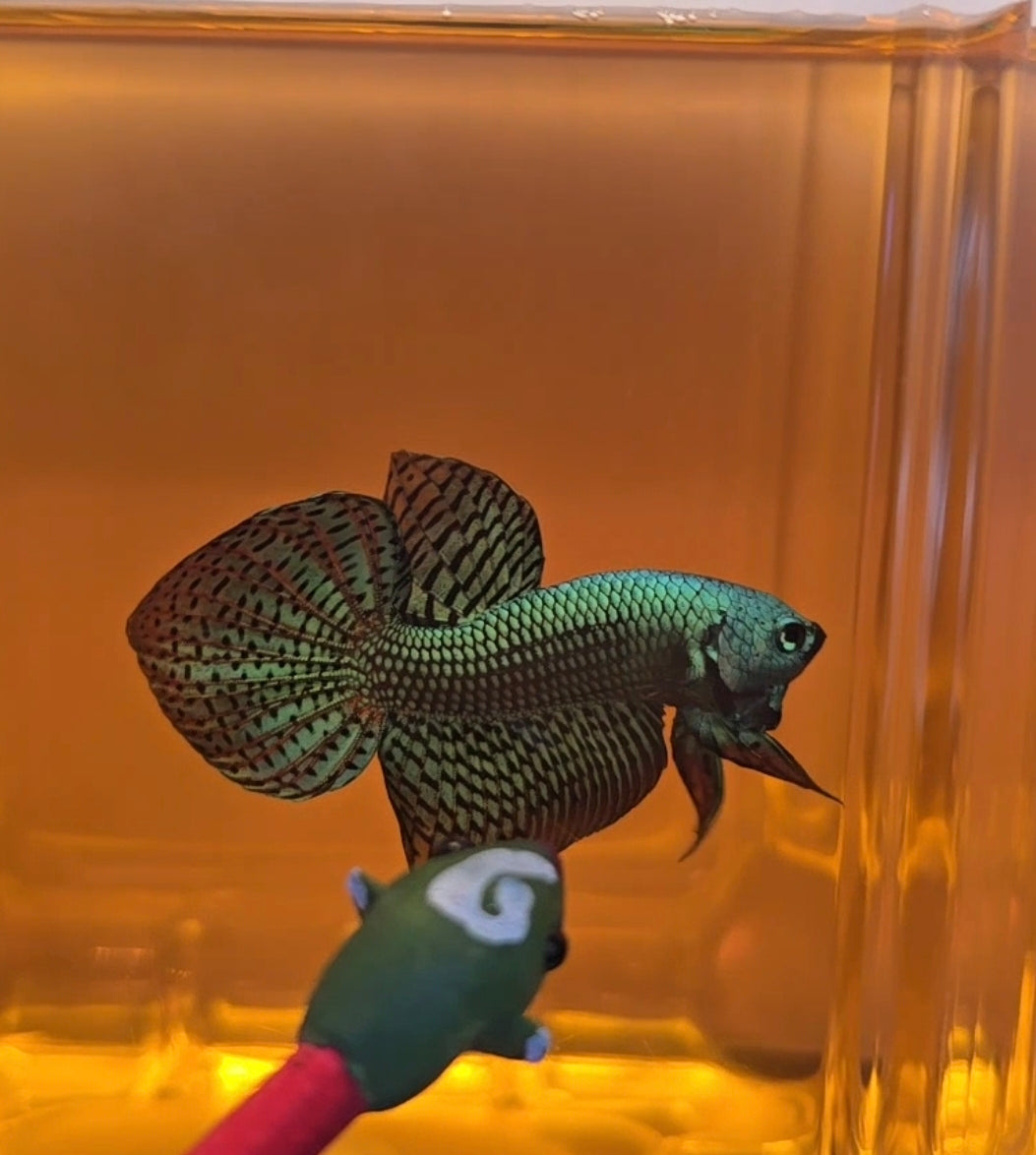Spadetail Metallic Green Alien