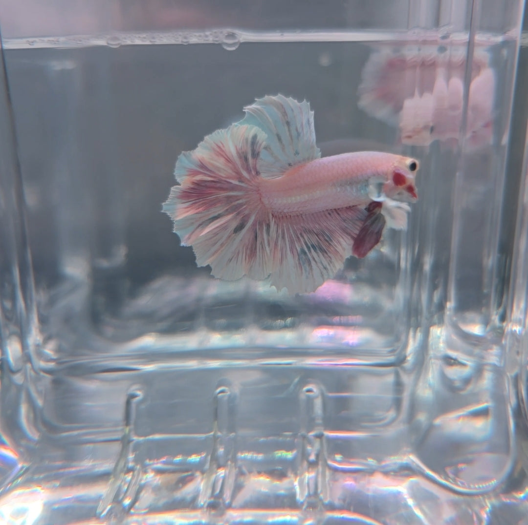 Lavender Pink Rosetail 💜