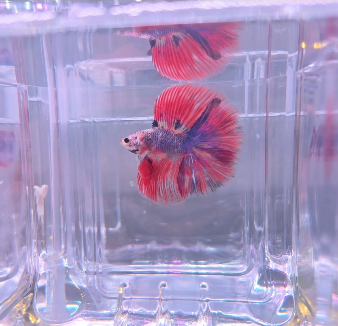Candy nemo Fullmoon