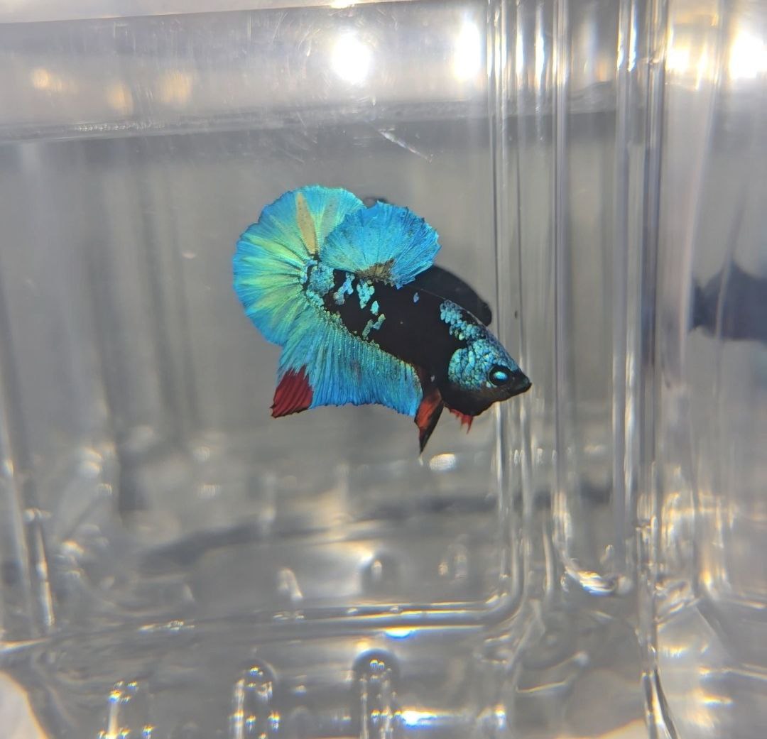Avatar Backlight
