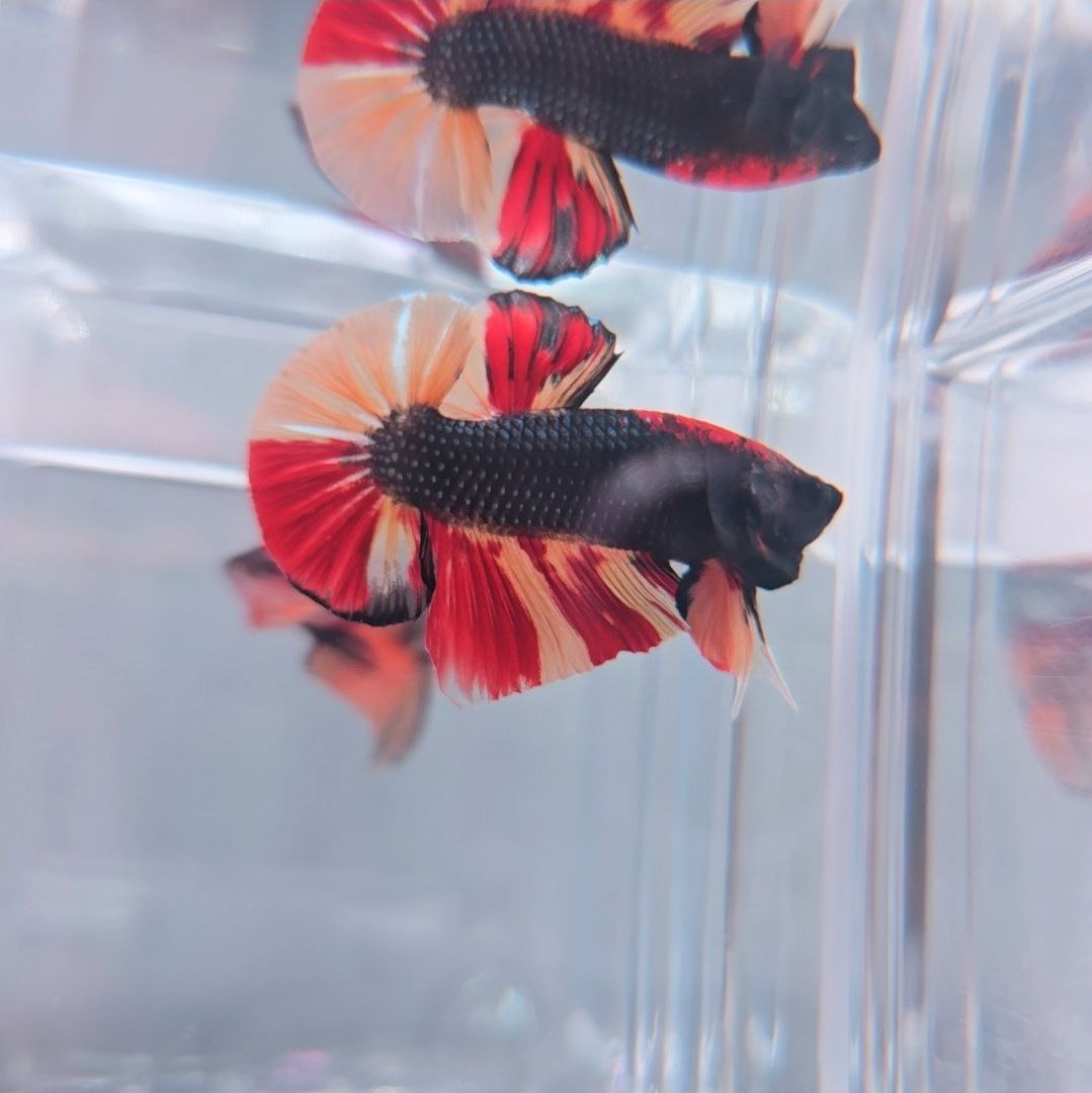 *Top Form* Fire Nemo