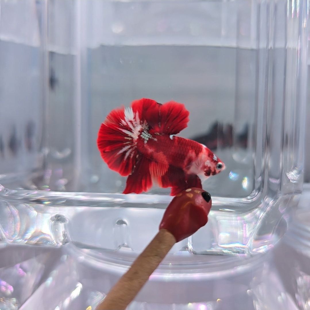 Red Copper Nemo