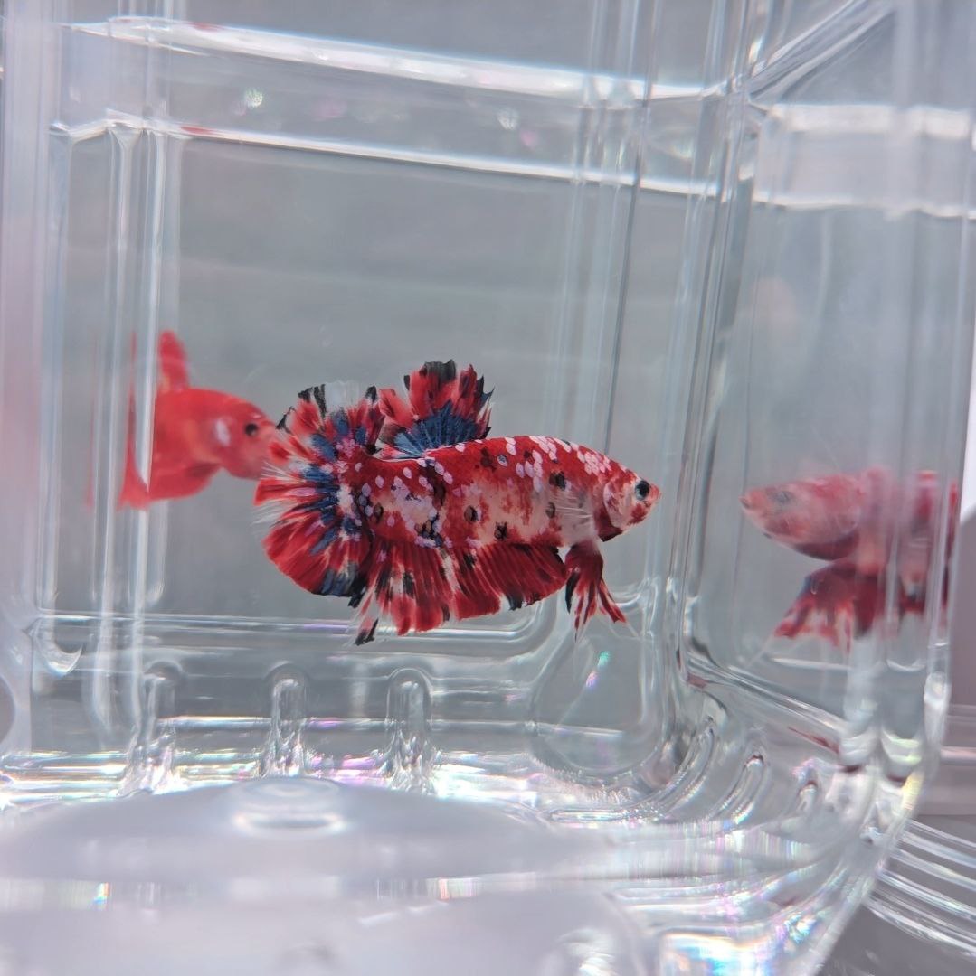 Red Koi Galaxy Giant