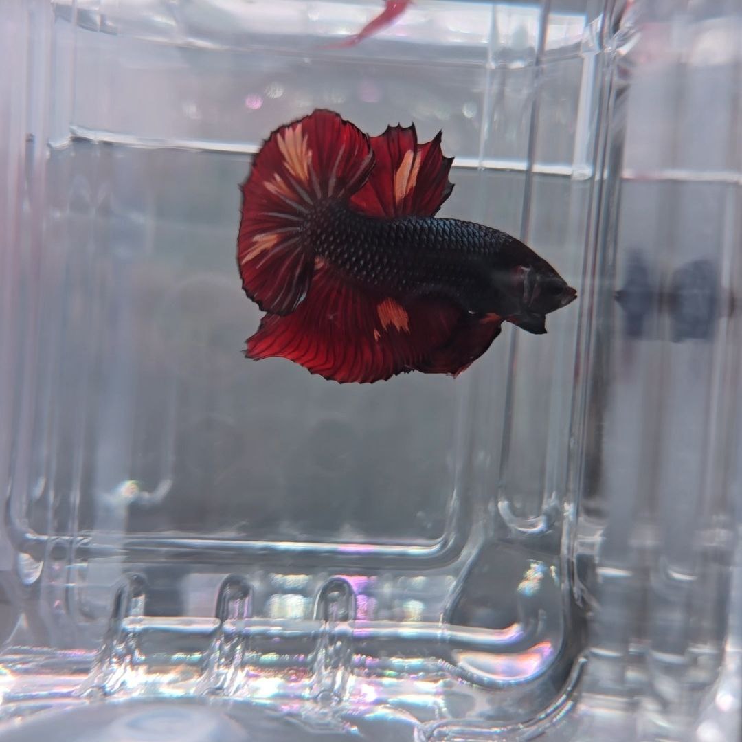 Black Candy Fire Giant