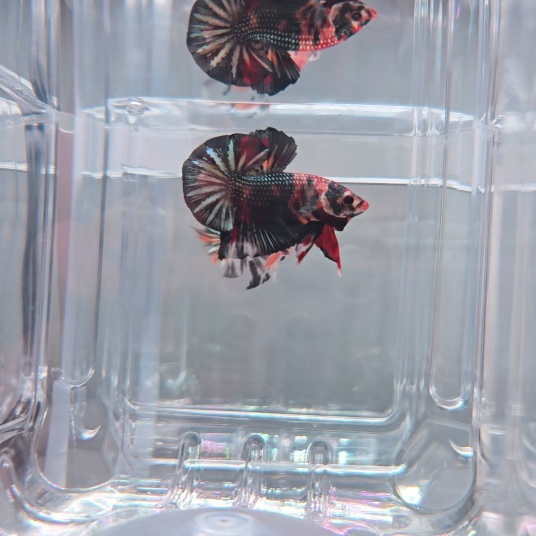 Dark Metallic Koi