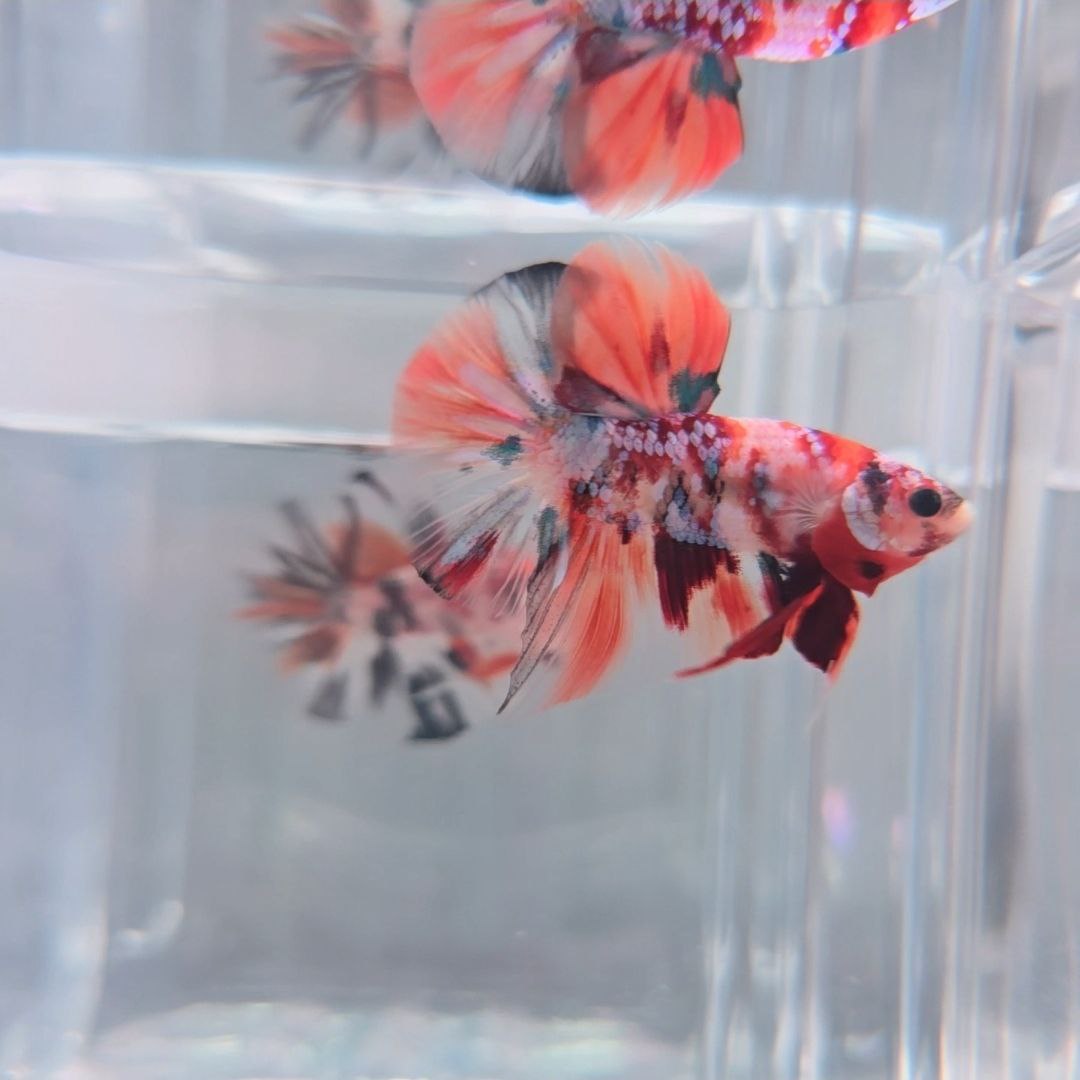 Orange Koi Galaxy