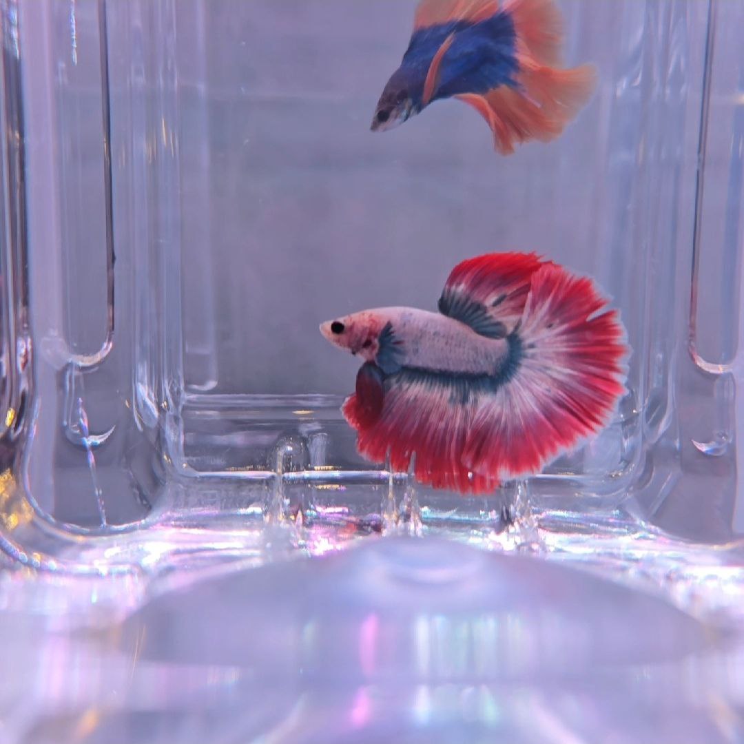 Red Mascot Halfmoon