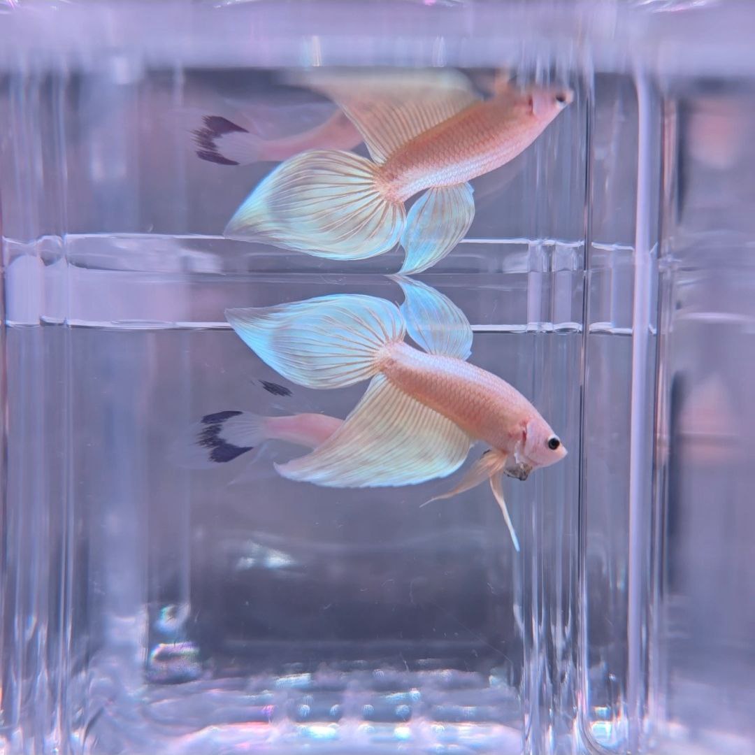 Gold Veiltail