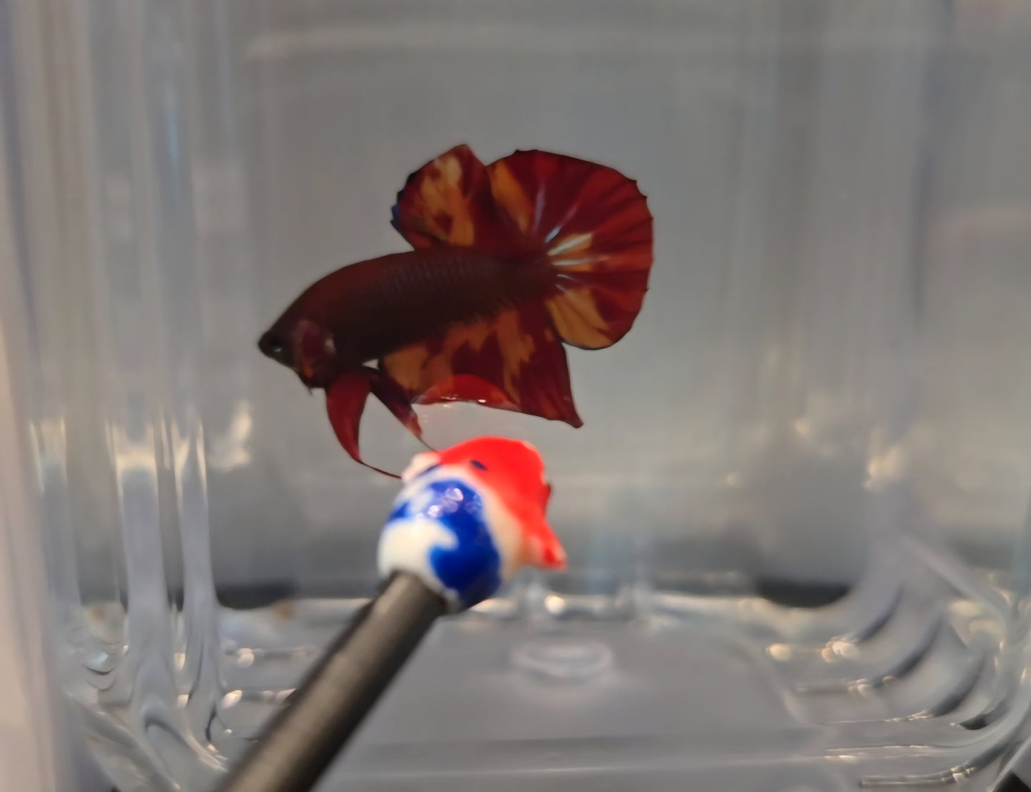 Wild Hybrid Nemo Splenden