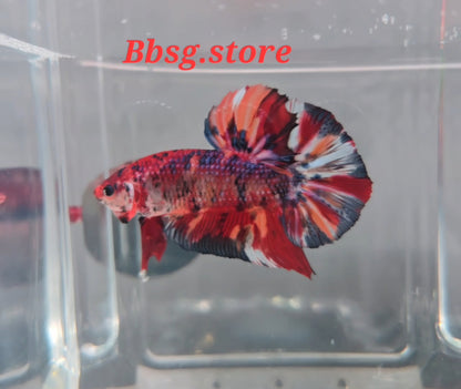 Multicolor Giant