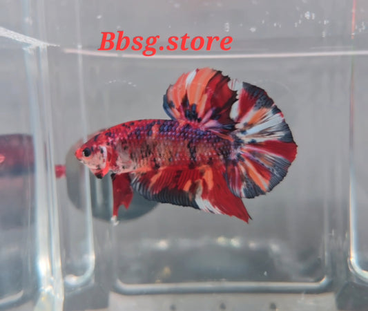 Multicolor Giant