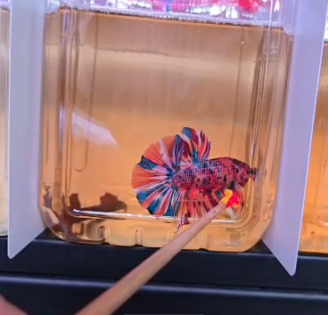 Competition grade Multicolour Giant 6.2cm