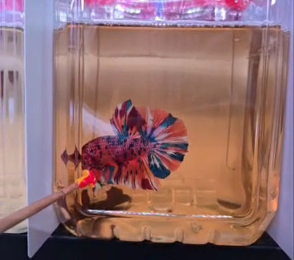 Competition grade Multicolour Giant 6.2cm