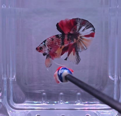 Copper Variant Multicolour HMPK