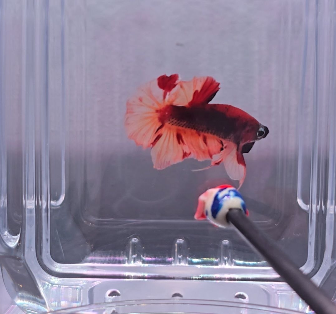 Fire Nemo HMPK