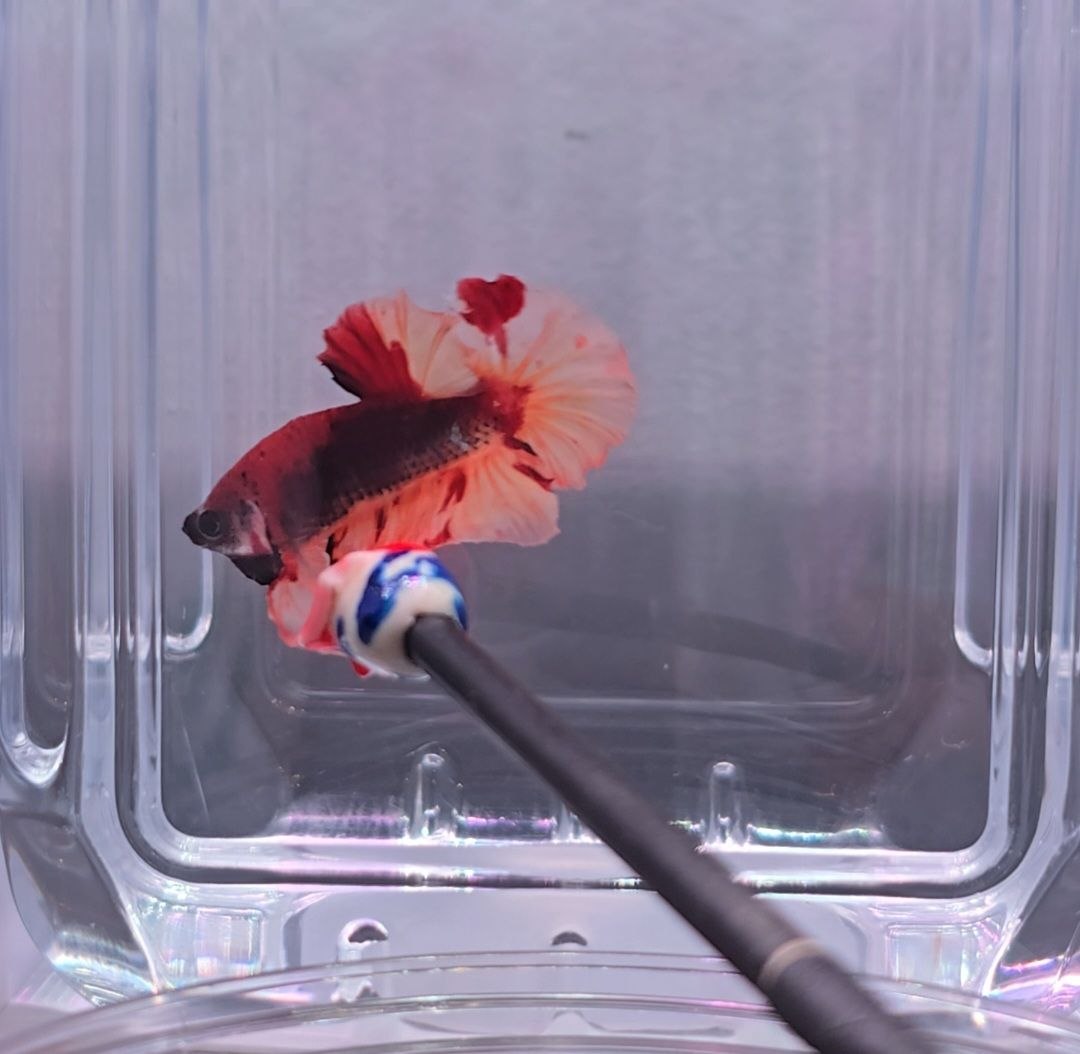 Fire Nemo HMPK