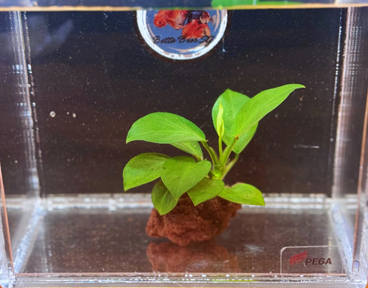 Anubias Golden Nana (On Rock) - Small