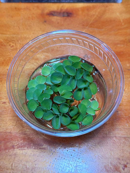 Salvinia Cucullata