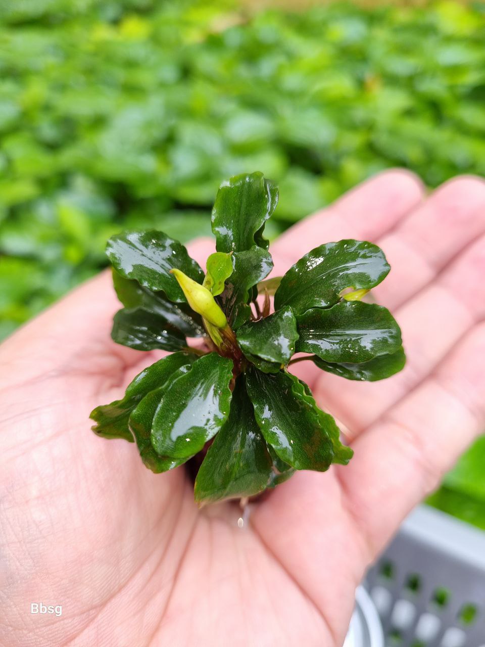 Assorted Bucephalandra on Rock