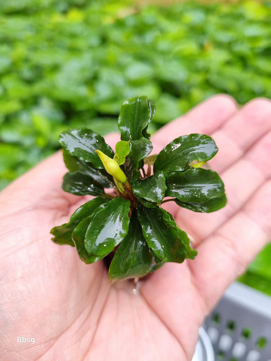 Assorted Bucephalandra on Rock