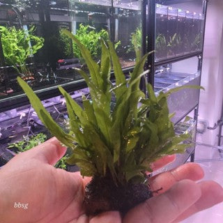 Java Fern on Lava Rock (Small)