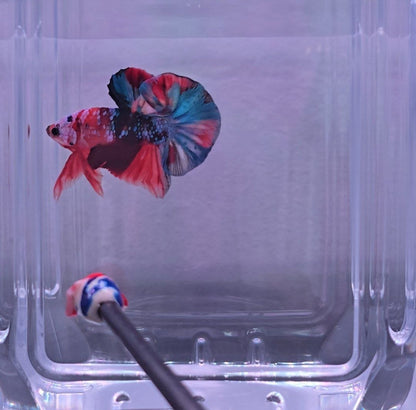 Nemo Candy HMPK