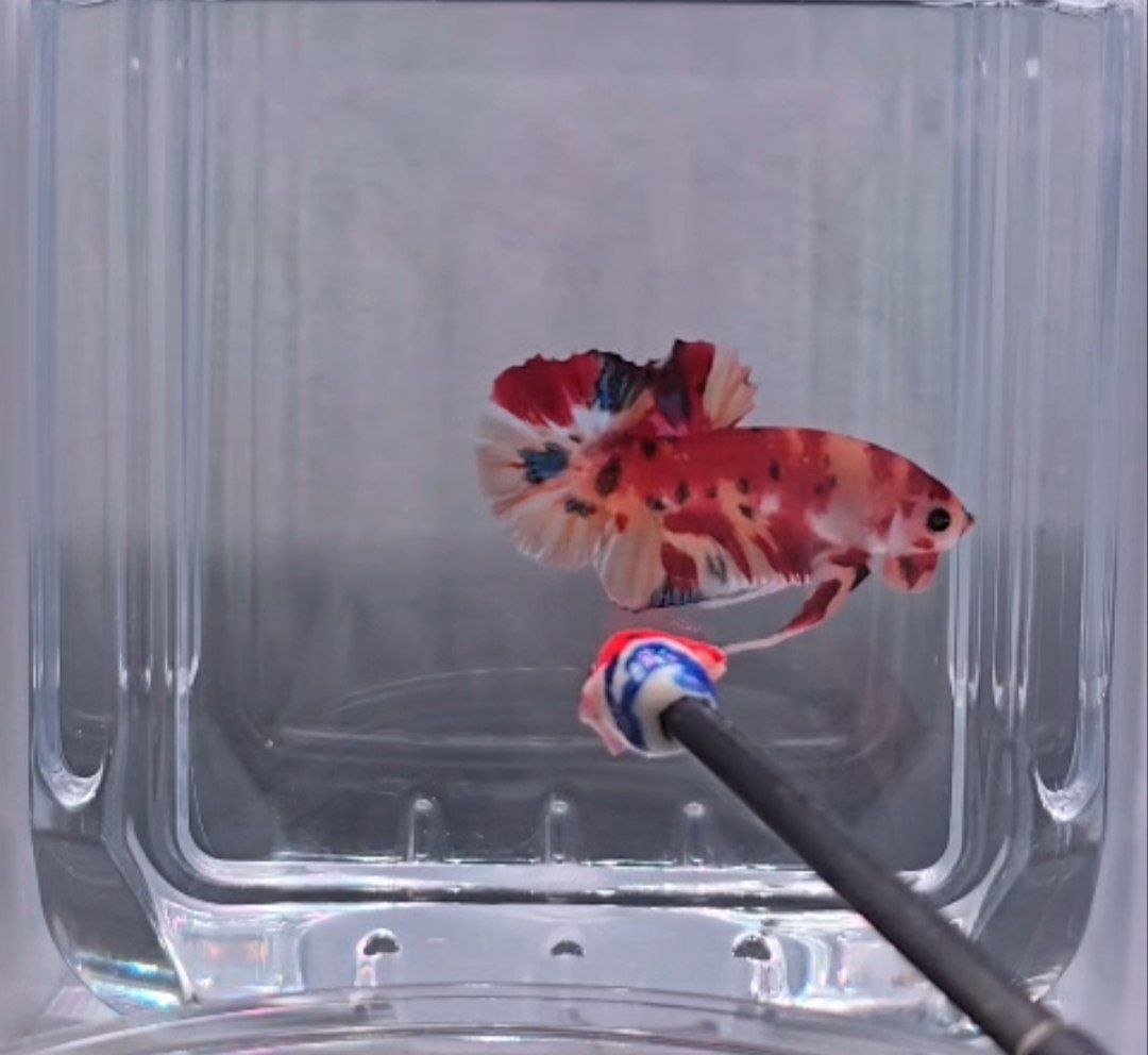 Nemo Koi HMPK