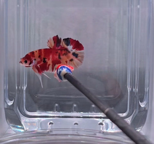 Nemo Koi HMPK