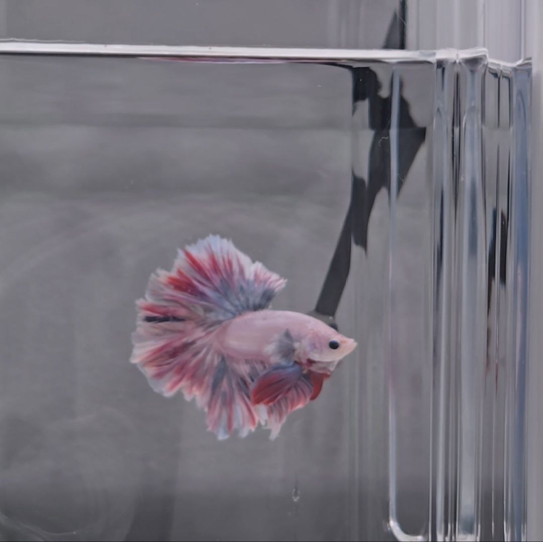 Paddlepop Rosetail