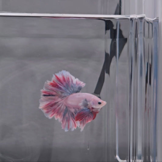 Paddlepop Rosetail