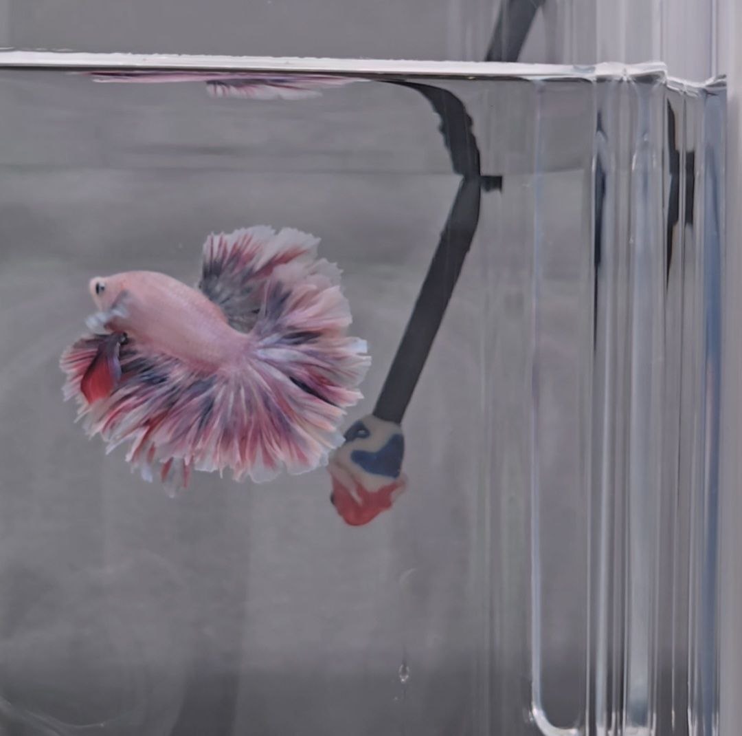 Paddlepop Rosetail