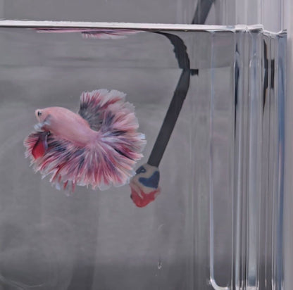 Paddlepop Rosetail