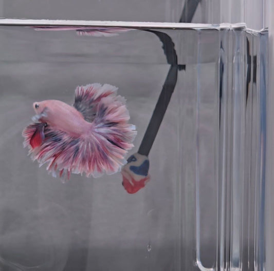 Paddlepop Rosetail