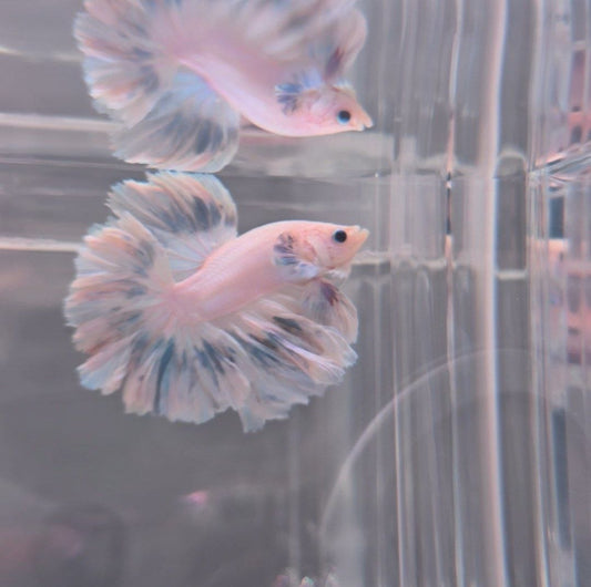 Pastel Blue Rosetail