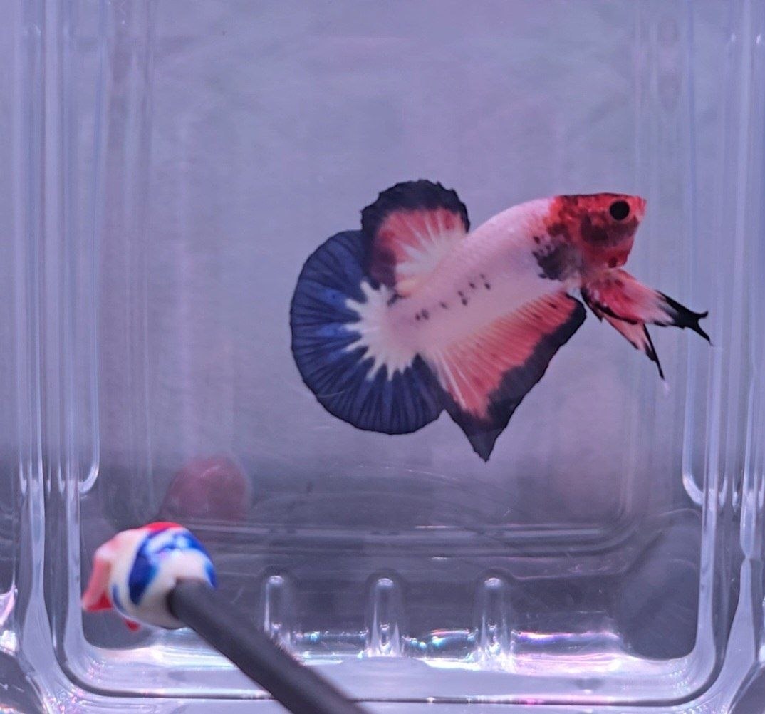 Pink Flamingo