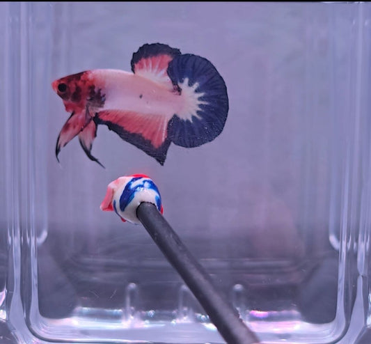 Pink Flamingo