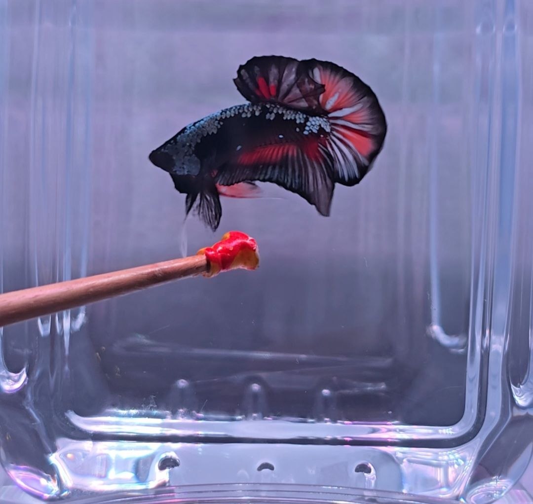 Samurai Black Candy HMPK