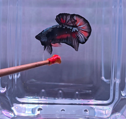 Samurai Black Candy HMPK