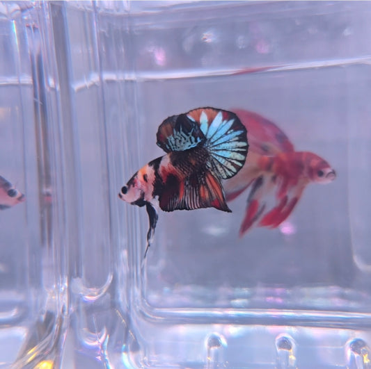 Metallic big tail AOC