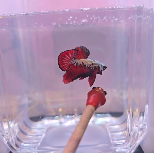 Red samurai